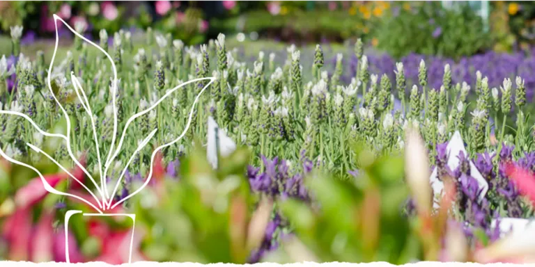 Inrichter, verkoop en arrangeur (perk)planten