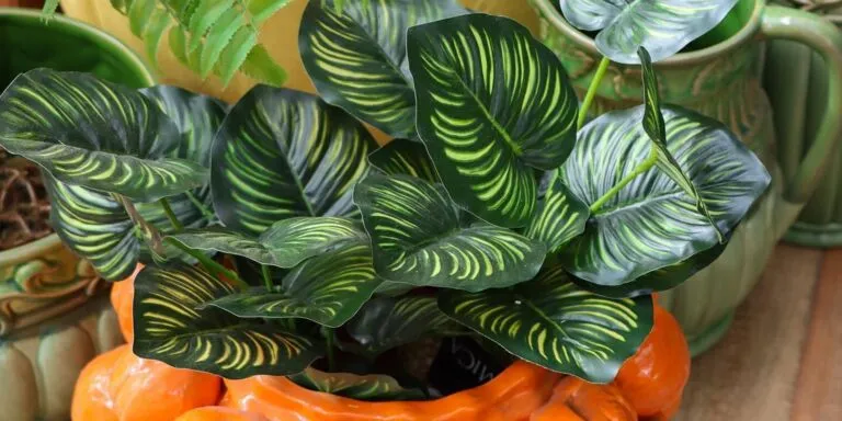 Verkoopmedewerker kamerplanten