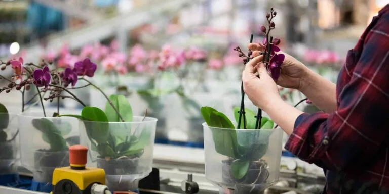 Productiemedewerker Tuinbouw